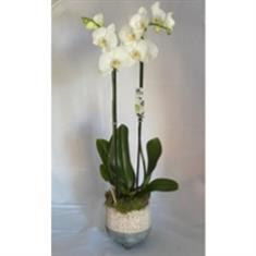 Old stone orchid 