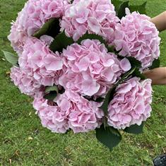 Pink Hydrangea Bouquet