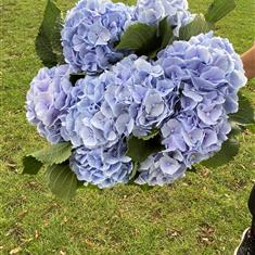 Pale Blue Hydrangea Bouquet