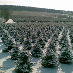 8ft Nordman Fir Christmas Tree
